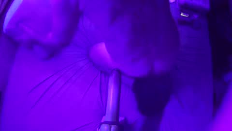 adamineve online show from December 21, 10:06 am