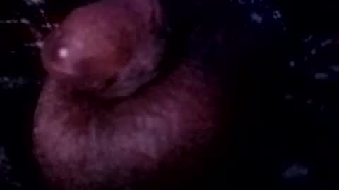 bcfalcon69 online show from April 12, 3:53 am