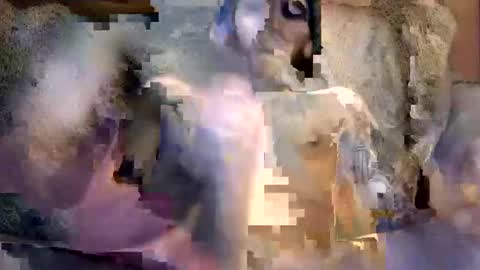 bigwytecock1979 online show from December 5, 7:16 am