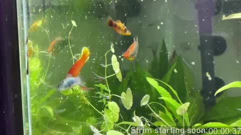 Booker Baxton online show from February 6, 4:10 am