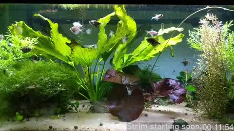 Booker Baxton online show from January 23, 3:58 am