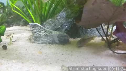 Booker Baxton online show from March 17, 2:59 am