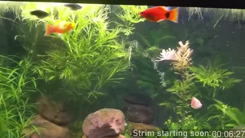 Booker Baxton online show from December 10, 4:02 am