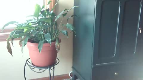 Snapshot of castleclashstarlord chatting on January 27, 9:00 pm castleclashstarlord online show from January 27, 9:00 pm