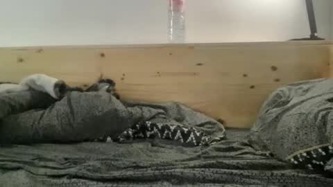 crapaud75018paris online show from April 13, 11:33 am