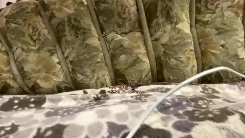 EricLovely online show from November 17, 2:42 pm