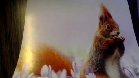 galera100 online show from March 3, 8:22 am