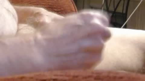 Snapshot of laststeven chatting on December 17, 12:01 am laststeven online show from December 17, 12:01 am