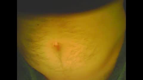 PleasureX online show from January 12, 10:45 am