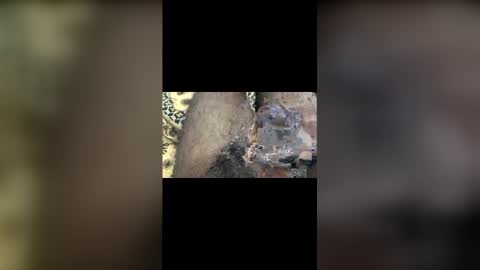 Mallubull online show from November 25, 8:33 pm