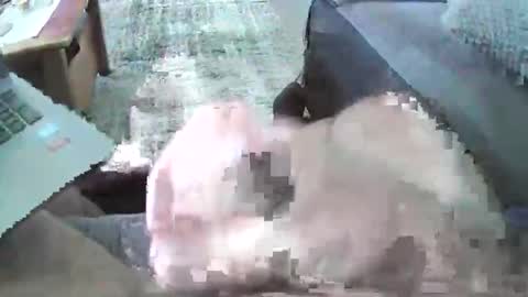 Snapshot of mexianthehawk chatting on October 29, 5:32 am mexianthehawk online show from October 29, 5:32 am