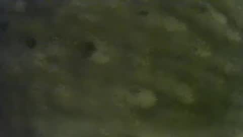 pleezsukit online show from January 15, 2:35 pm