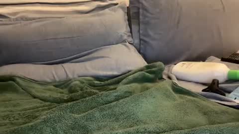 Ryan online show from January 2, 5:57 am