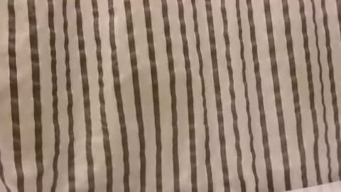 Dee online show from October 29, 1:14 pm