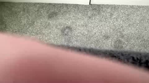 scottyc48 online show from March 21, 11:58 am