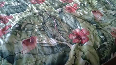 Snapshot of stel7621 chatting on February 23, 3:37 pm Rocco-load online show from February 23, 3:37 pm