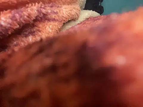 king cum  online show from January 30, 2:49 am