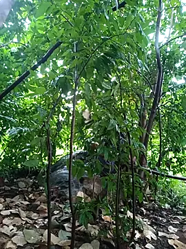 Piyush 2024 online show from October 26, 2:24 am