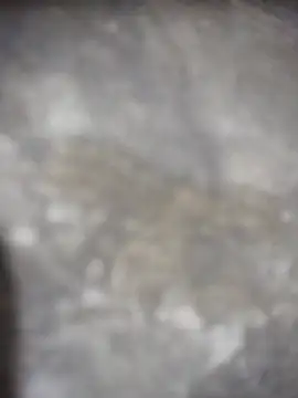 Feeroo11 online show from April 16, 4:40 pm