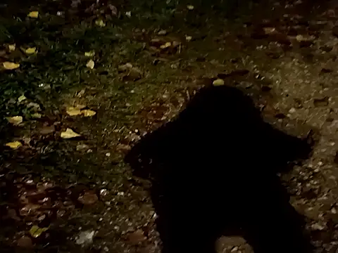 Snapshot of jvdzj-0_ chatting on October 29, 10:45 pm jvdzj-0 online show from October 29, 10:45 pm