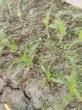 ThethunderPo online show from March 8, 2:37 am