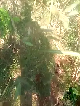 FinableKnee online show from November 27, 5:33 am