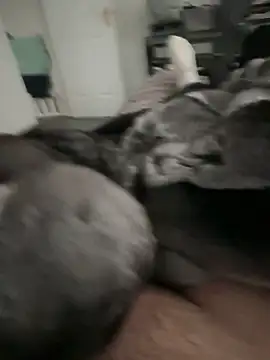 Snapshot of Furdale chatting on September 22, 4:17 pm Furdale online show from September 22, 4:17 pm