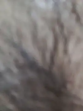 india cobra online show from February 15, 9:01 pm