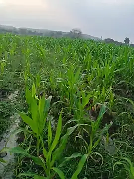 kummuduabbai online show from March 11, 1:12 am