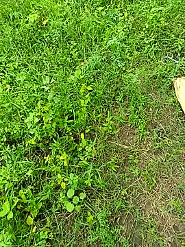 kummuduabbai online show from September 12, 8:25 am