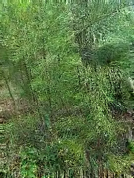 Snapshot of Gopal1243 chatting on October 21, 1:20 am Gopal1243 online show from October 21, 1:20 am