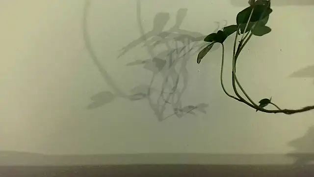 Snapshot of fdd13 chatting on February 18, 6:28 pm fdd13 online show from February 18, 6:28 pm