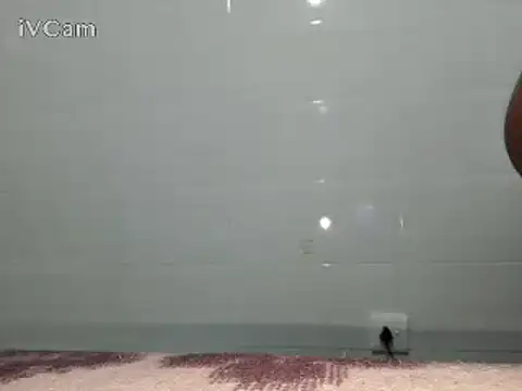 Stormward online show from February 24, 6:15 pm